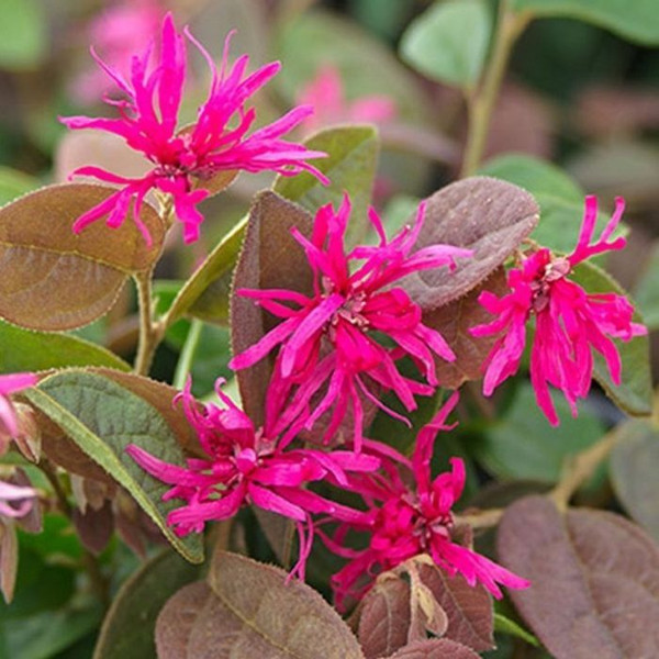 Loropetalum 'Daybreak Flame' 8in  200mm