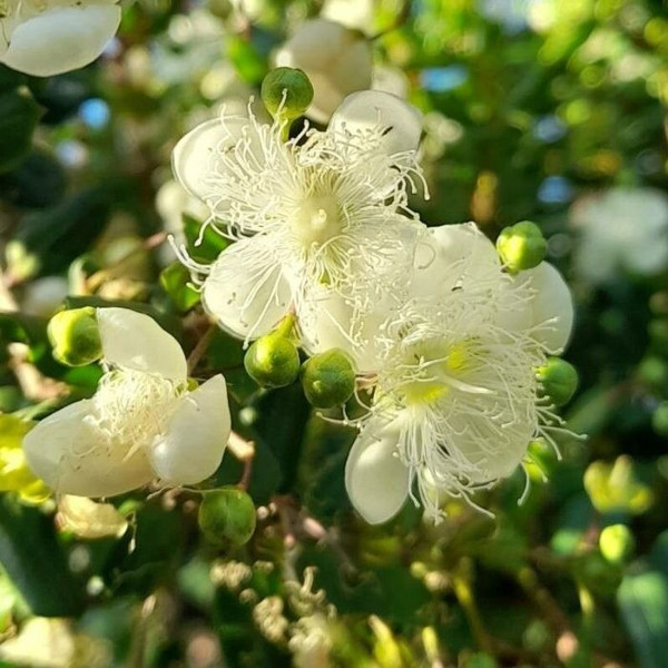 Luma apiculata 140mm