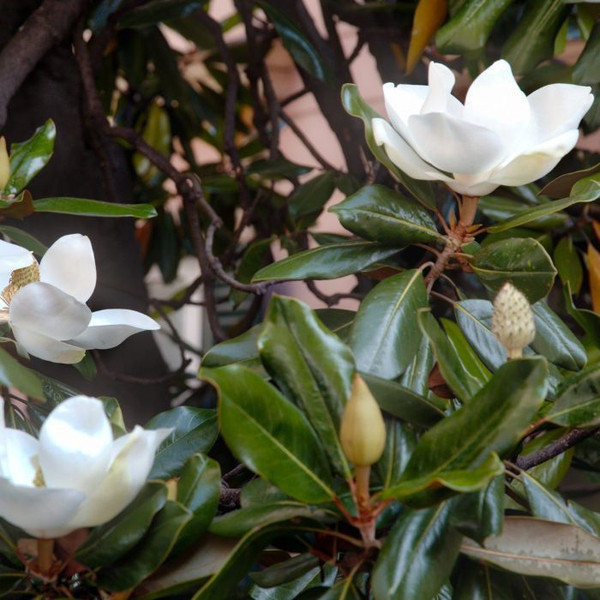 Magnolia 'Little Gem' 10in 250mm