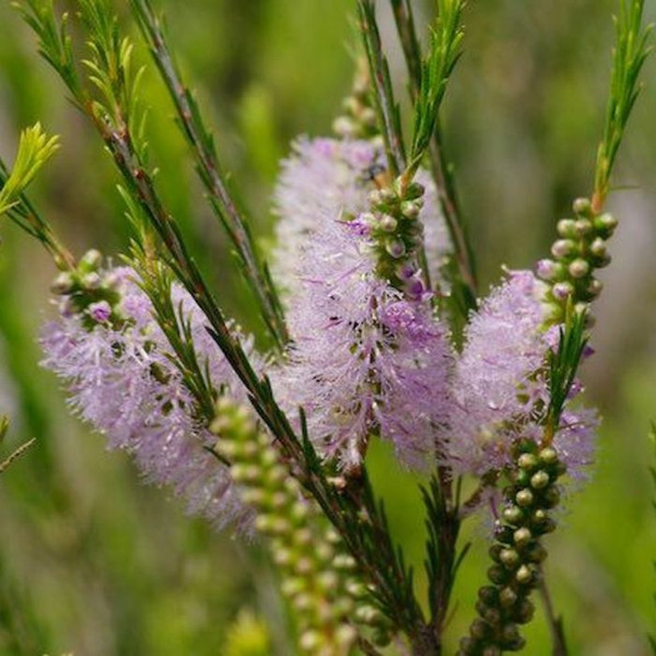 Melaleuca armillaris 'Pink' 140mm