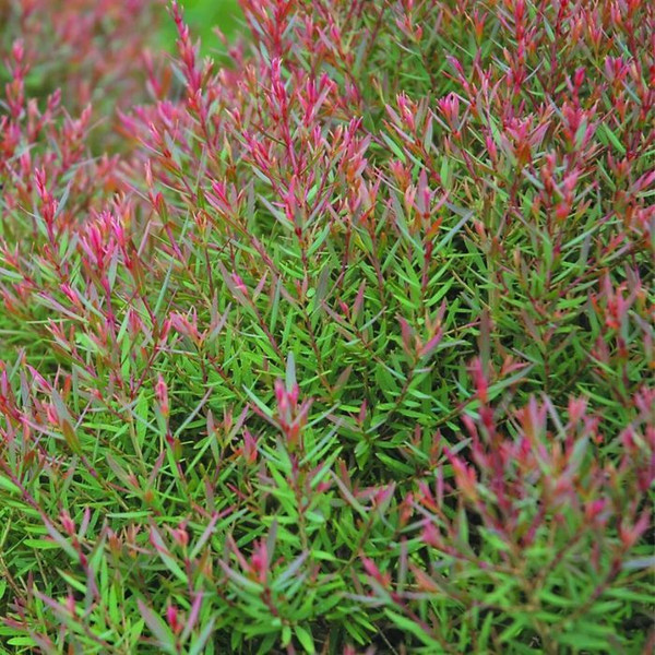 Melaleuca Linariifolia 'Claret Tops' 140mm