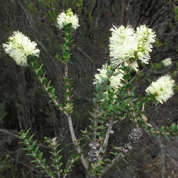 Melaleuca squarrosa Prostrate 140mm