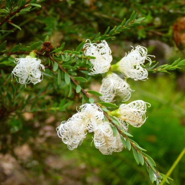 Melaleuca thymifolia 'White Lace' 140mm
