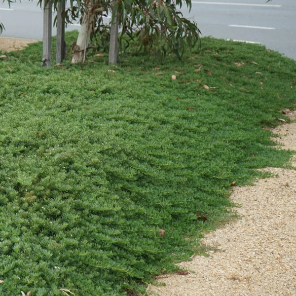 Myoporum parvifolium 'Broad Leaf' 140mm