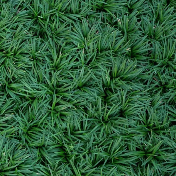 Ophiopogon japonicus 'Nana' 5in  125mm