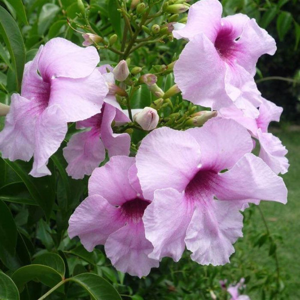 Pandorea 'Bower of Beauty' 140mm