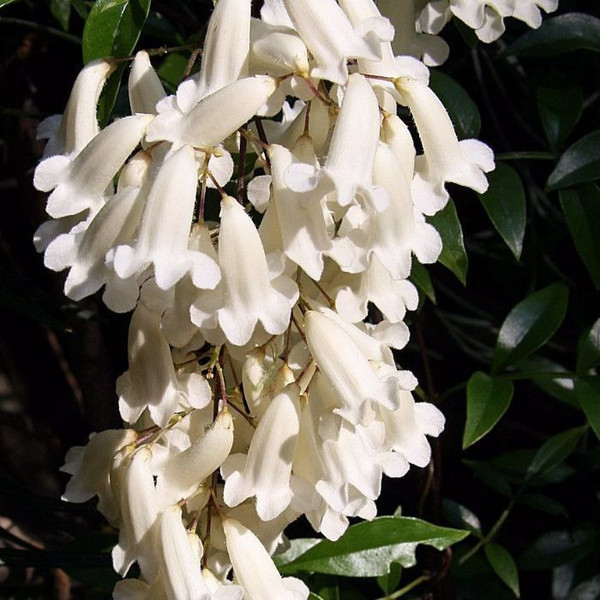 Pandorea pandorana 'Alba' 140mm