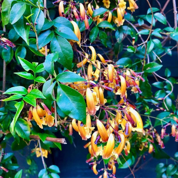 Pandorea Pandorana 'Wonga Gold Sunset' 140mm