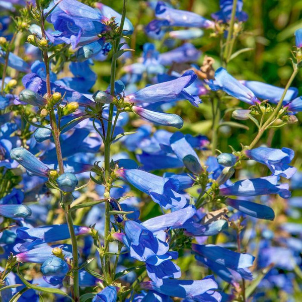 Penstemon Blue Perfect Pollinator 140mm