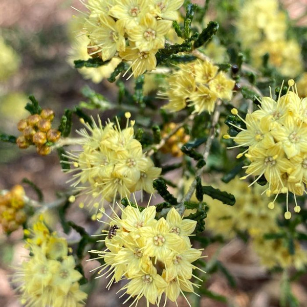 Phebalium glandulosum 140mm