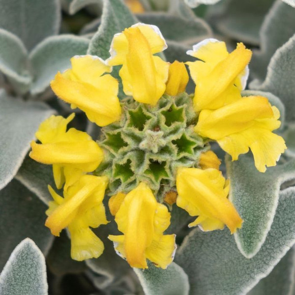 Phlomis 'Sunrays' 140mm