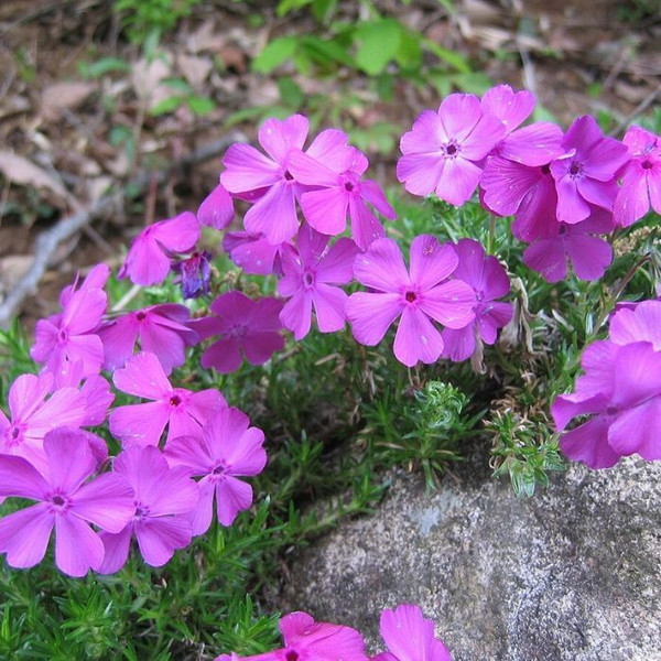 Phlox subulata 'Daniel' 140mm