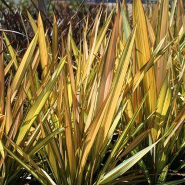 Phormium 'Apricot Queen' 8in  200mm