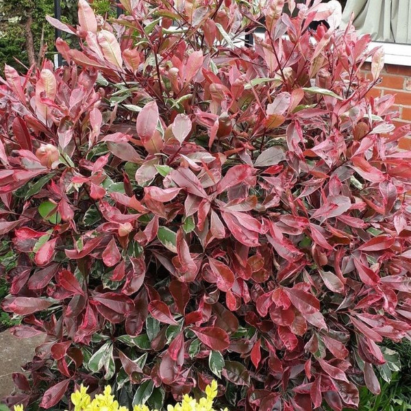 Photinia 'Pink Marble' 10in 250mm