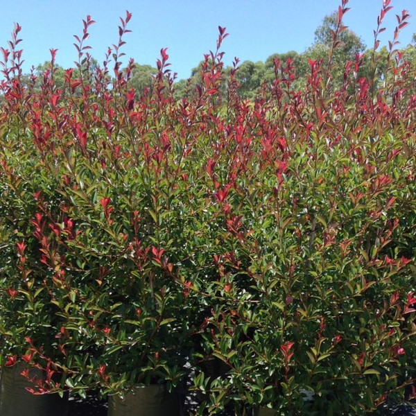 Photinia glabra 'Rubens' 8in  200mm