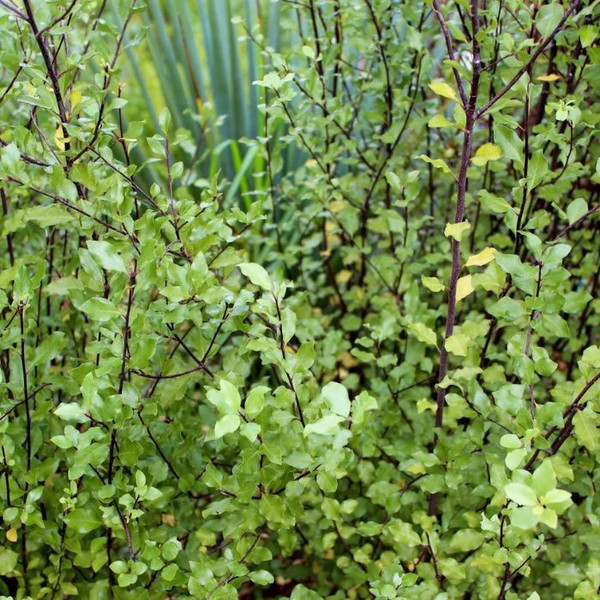 Pittosporum 'James Stirling' 140mm