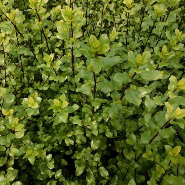 Pittosporum 'Screen Between' 140mm