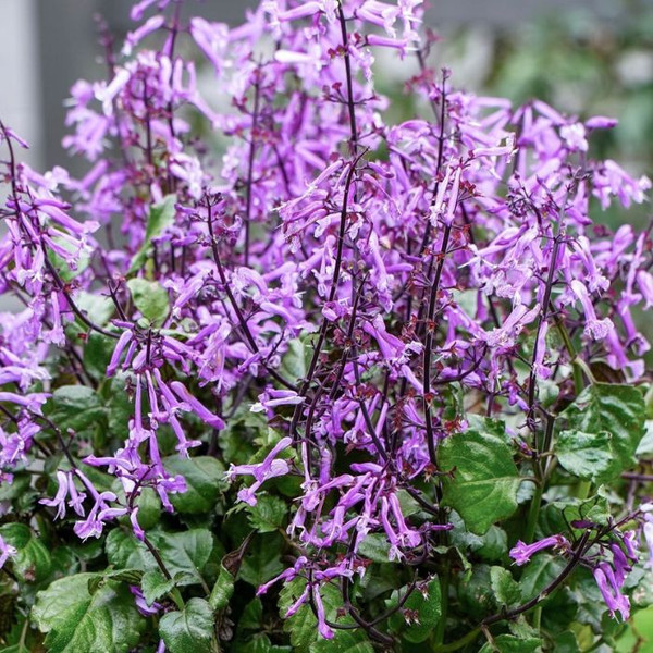 Plectranthus 'Mona Amethyst' 140mm