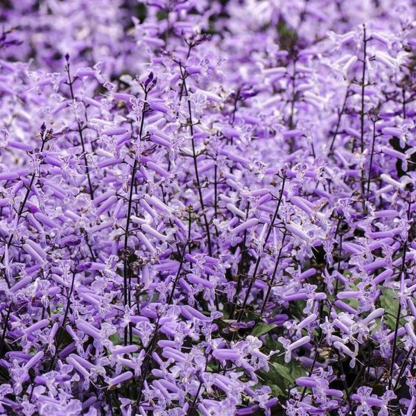 Plectranthus 'Mona Lavender' 140mm