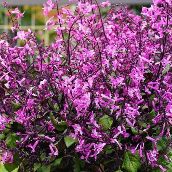 Plectranthus Mona Pink 10in 250mm