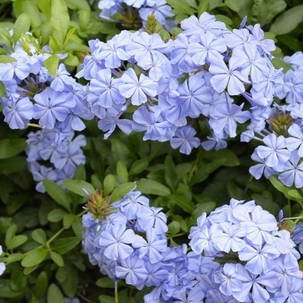 Plumbago auriculata 'Royal Cape' 140mm