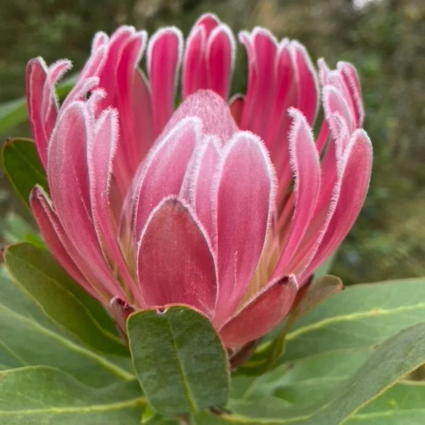 Protea compacta 'Christine' 140mm