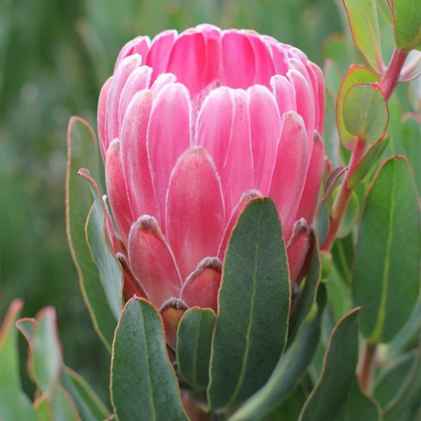 Protea 'Stately' PBR 140mm