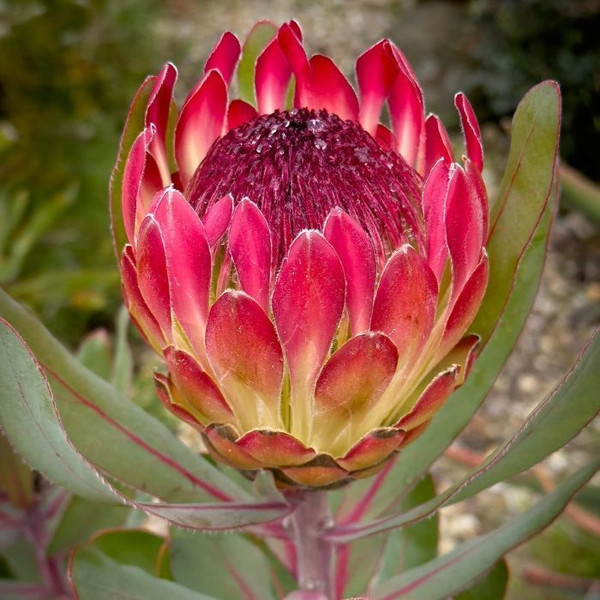 Protea 'Sylvia' 7in  175mm