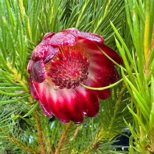 Protea nana 140mm