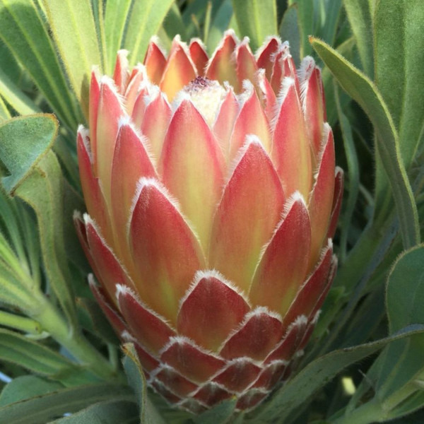 Protea magnifica x P. longifolia 'Possum Magic' 140mm