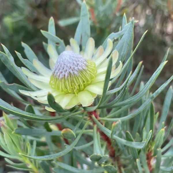 Protea scolymocephala 'White Mystic' 140mm