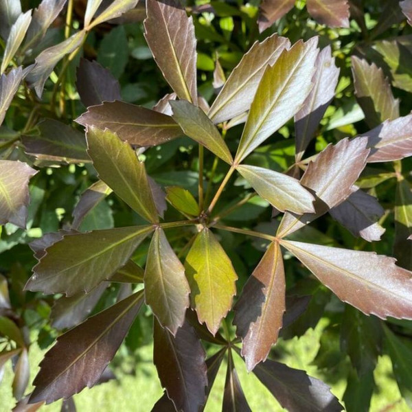 Pseudopanax lessonii 'Purpureum' 12in 300mm