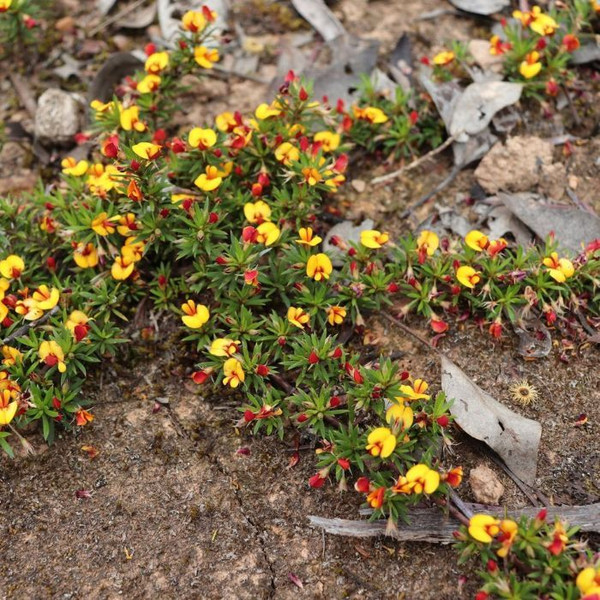 Pultenaea pedunculata 140mm