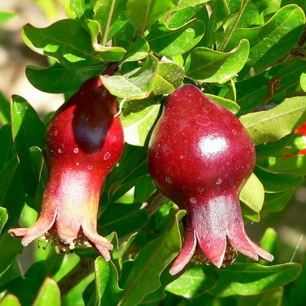 Punica granatum 'Nana' 140mm
