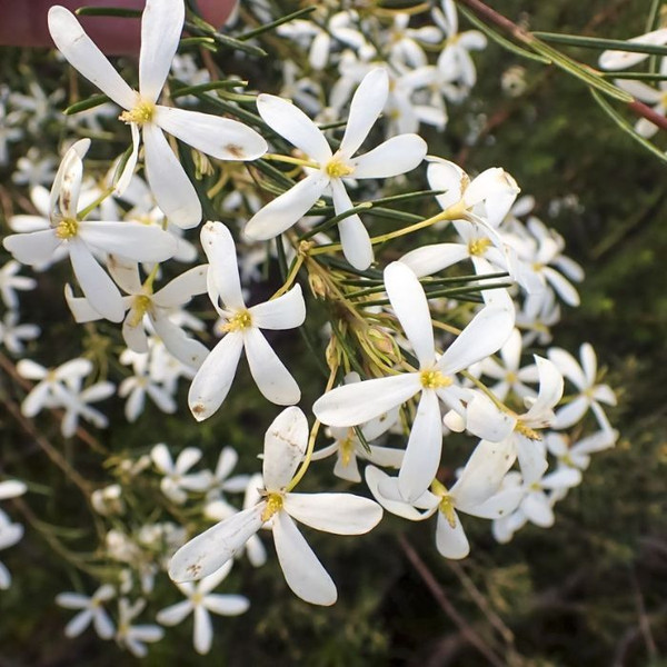 Ricinocarpus pinifolius 140mm