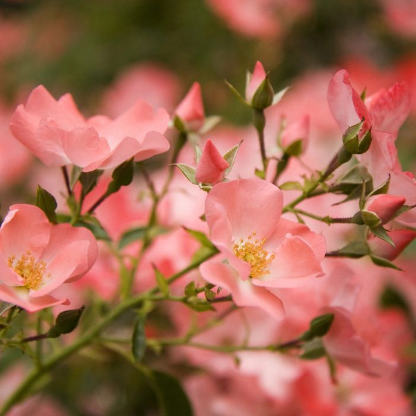 Rosa 'Flower Carpet Coral' 140mm
