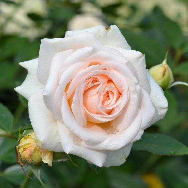Rosa Showpiece Champagne 7in  175mm