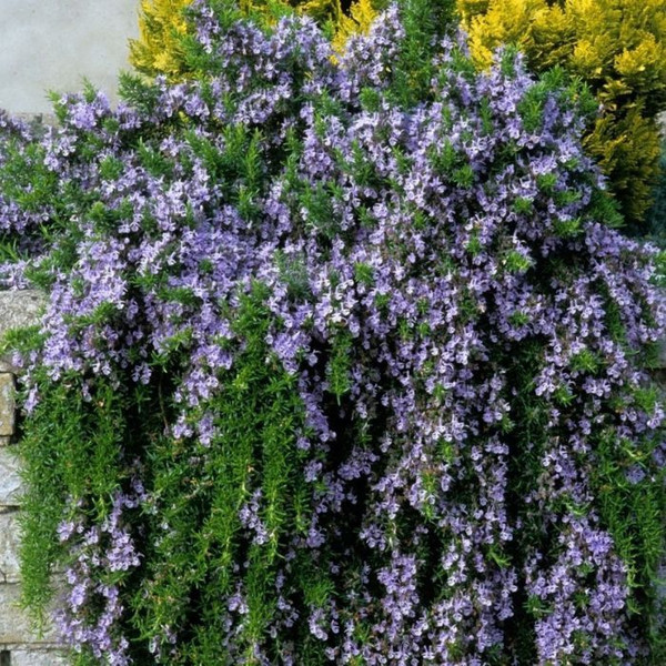Rosmarinus officinalis 'Blue Lagoon' 140mm