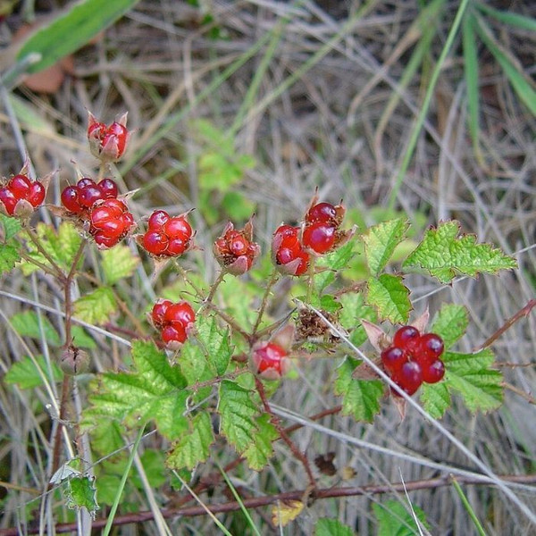 Rubus parvifolius Raspberry 140mm