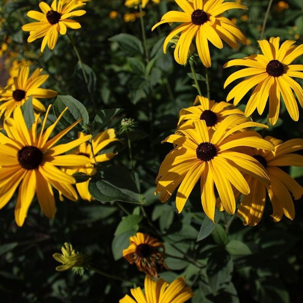 Rudbeckia subtomentosa 140mm