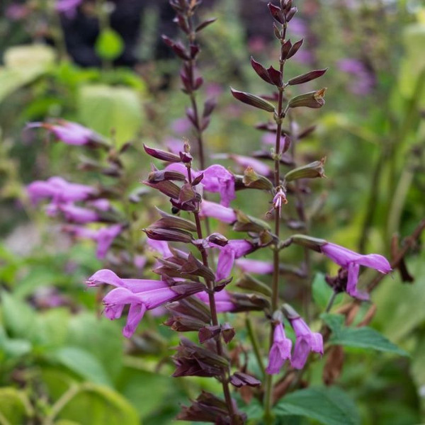 Salvia 'Elegance Fisher' SS 140mm