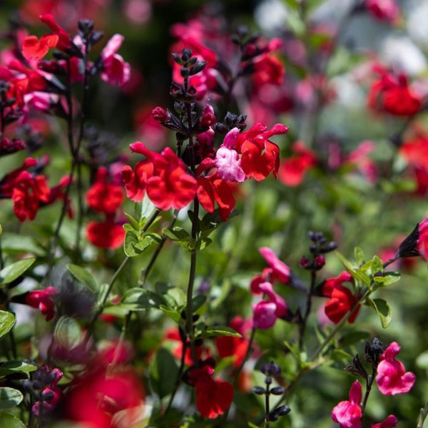 Salvia 'Heatwave Infrerno' 140mm