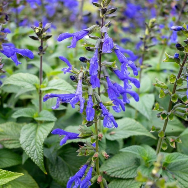 Salvia 'Ocean Blue Fisher' 140mm