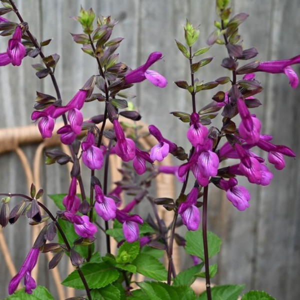 Salvia 'Serendipity' Fisher 140mm
