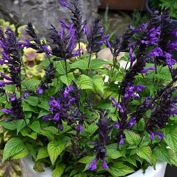 Salvia 'Vivacious Fisher' 140mm