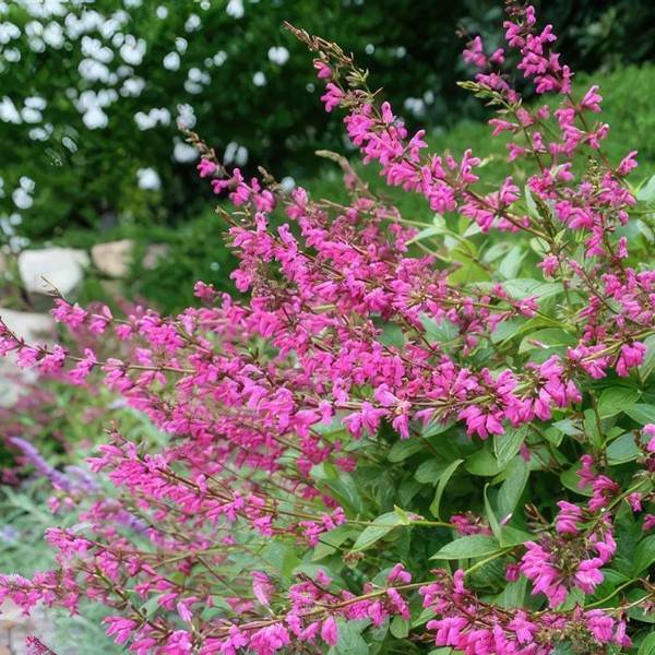 Salvia chiapensis Chiapas Sage 140mm
