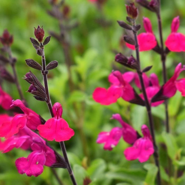 Salvia Heatwave Brilliance 140mm