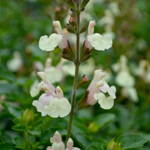 Salvia Heatwave Flash 140mm