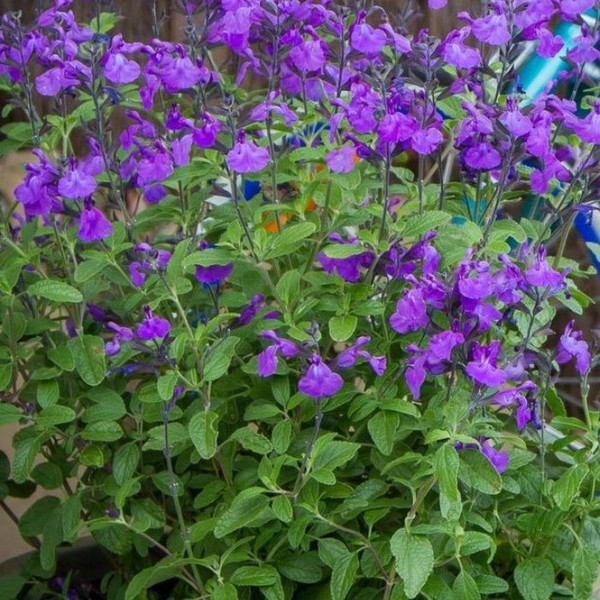 Salvia So Cool Violet 140mm