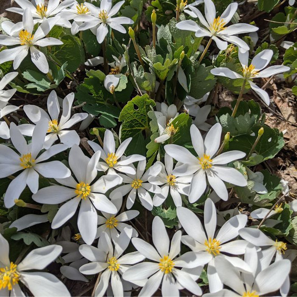 Sanguinaria canadensis 140mm